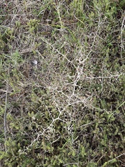Asparagus lignosus
