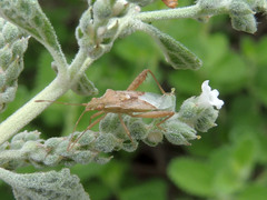 Harmostes angustatus