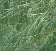 Syringodium filiforme