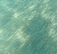 Syringodium filiforme