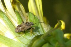 Peritrechus geniculatus