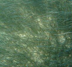 Syringodium filiforme