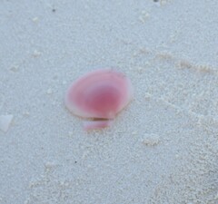Tellinidae