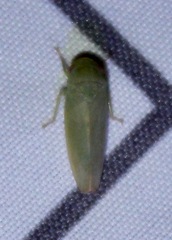 Gyponana