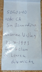 Dendrocoris contaminatus