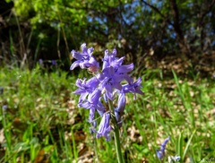 Hyacinthoides hispanica