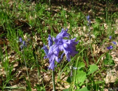 Hyacinthoides hispanica