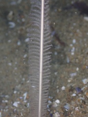 Virgulariidae