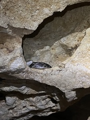 Pseudelaphe phaescens