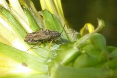 Peritrechus geniculatus