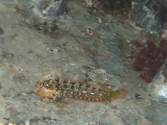 Parablennius incognitus