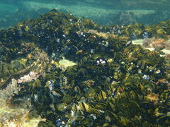Mytilus galloprovincialis
