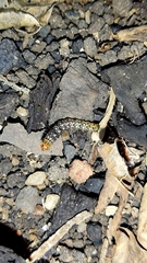Lepidoptera