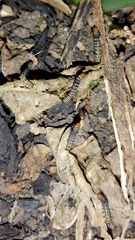 Lepidoptera
