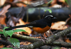 Copsychus stricklandii stricklandii