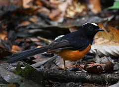 Copsychus stricklandii stricklandii