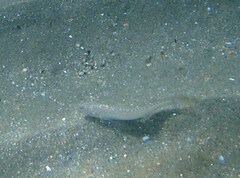 Echiichthys vipera