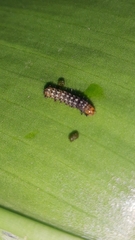 Lepidoptera