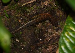 Sphenomorphus sabanus