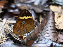 Xanthotaenia busiris
