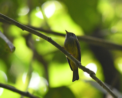 Culicicapa ceylonensis