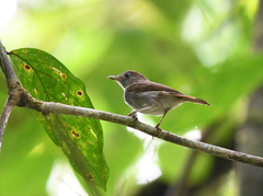 Alcippe brunneicauda