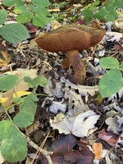 Neoboletus erythropus