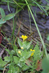 Erythranthe moschata