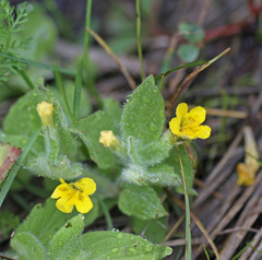 Erythranthe moschata
