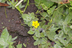 Erythranthe moschata