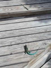 Cnemidophorus arubensis