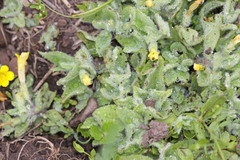 Erythranthe moschata