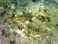 Rhyssoplax olivacea