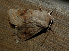 Orthosia incerta