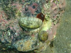 Rhyssoplax olivacea
