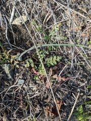 Phacelia distans