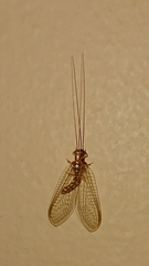 Hemerobiiformia