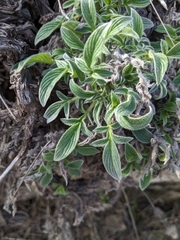 Phacelia imbricata
