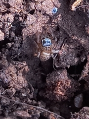 Salticidae
