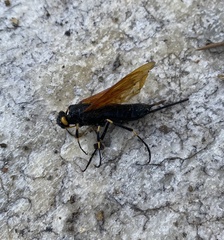 Urocerus californicus