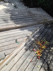 Cnemidophorus arubensis