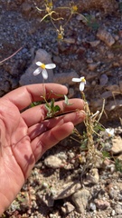 Coreocarpus parthenioides