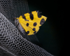 Pantherodes pardalaria