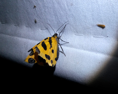 Pantherodes pardalaria