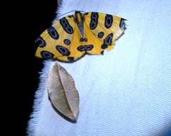 Pantherodes pardalaria