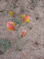 Gladiolus speciosus