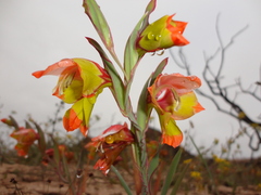 Gladiolus speciosus