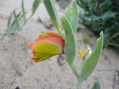 Gladiolus speciosus