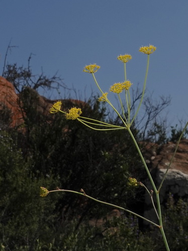 Tall Aniseroot (Annesorhiza altiscapa)