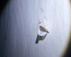 Lomographa vestaliata